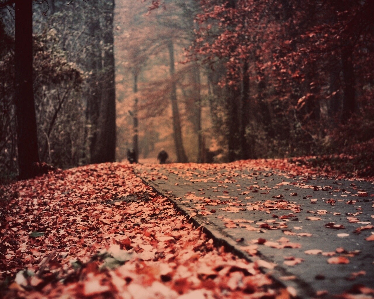 Осенняя дорога обои