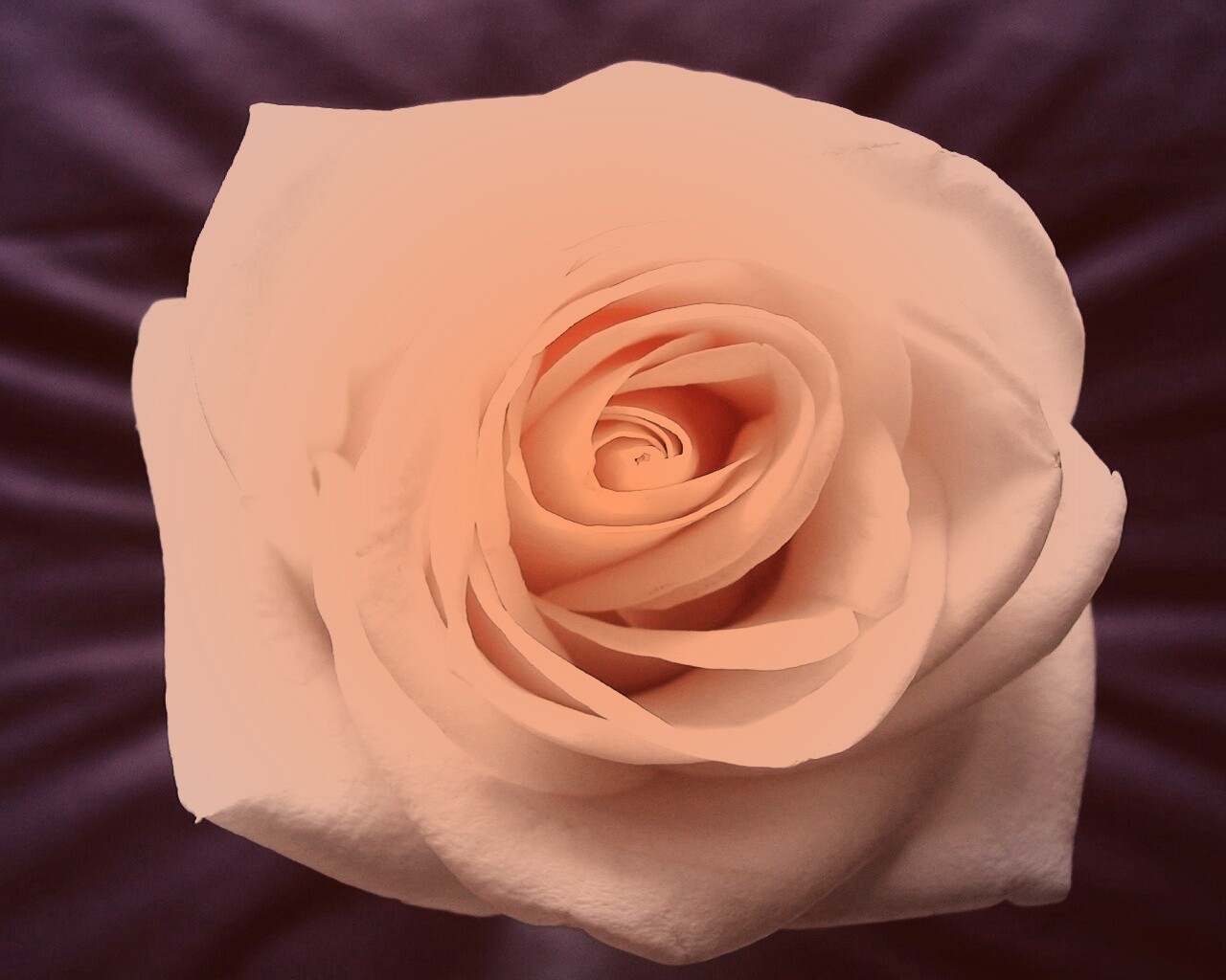 Белая роза обои