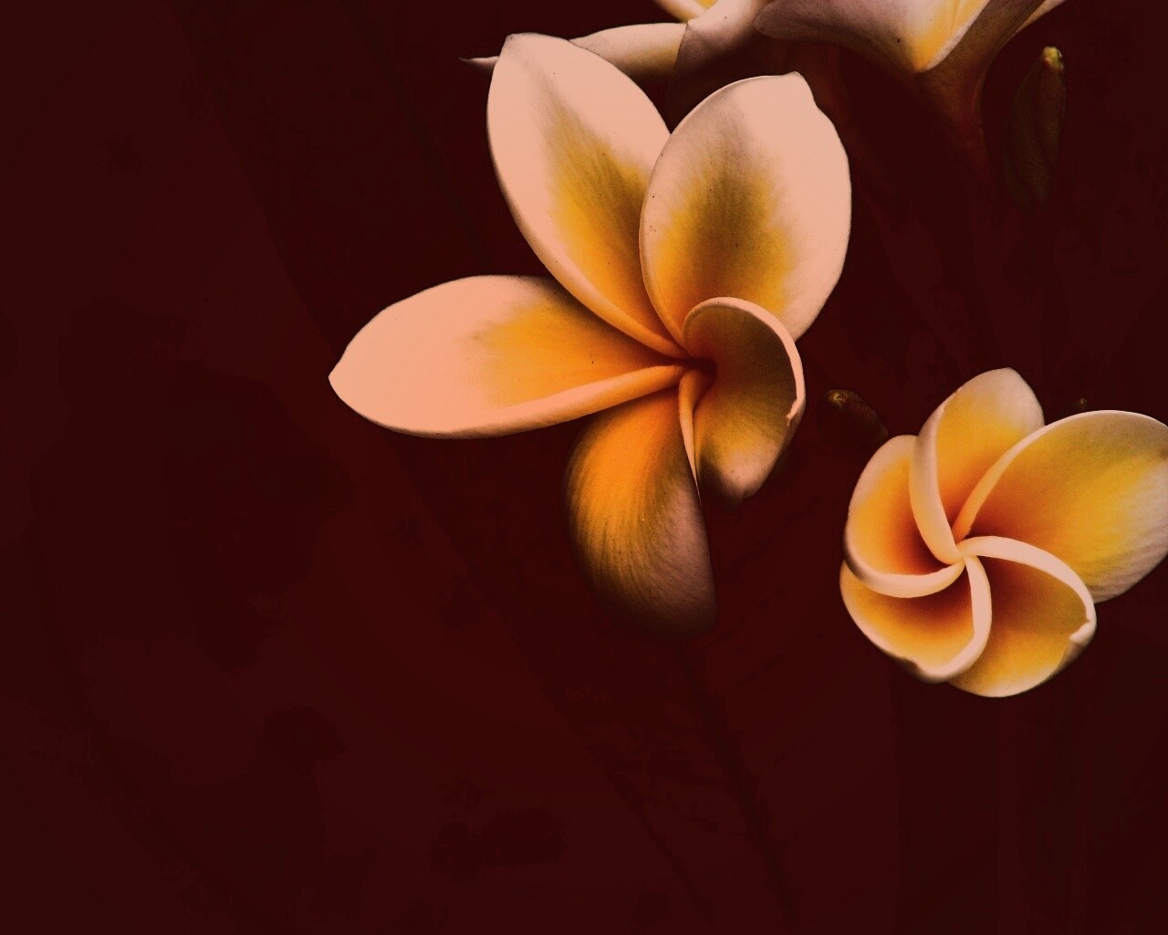 Цветки обои