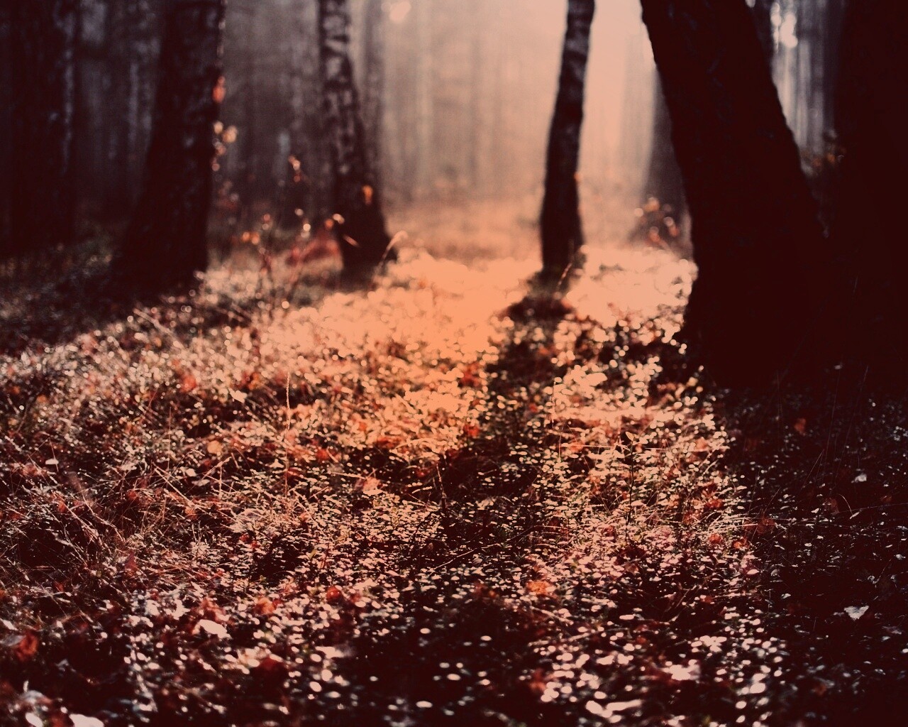 Лесная земля обои