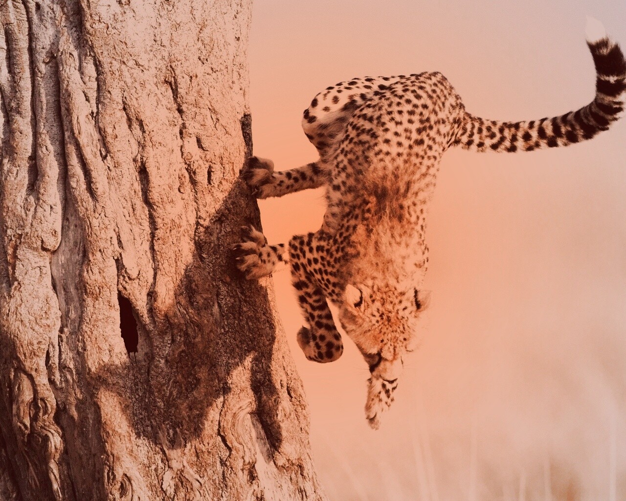 Скалолаз обои