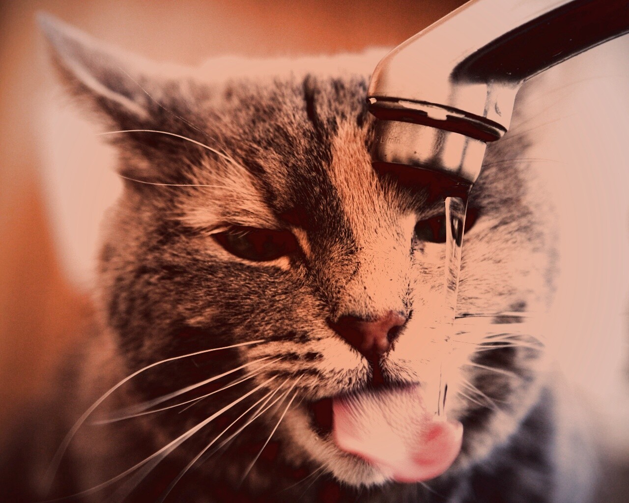 Кот пьет из под крана обои