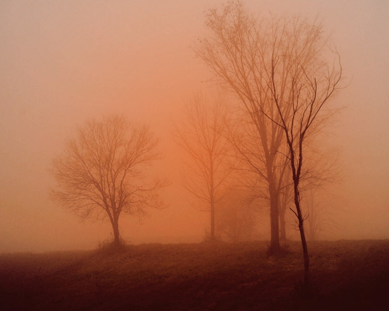 Деревья в тумане обои