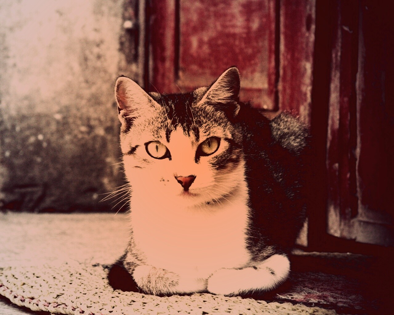 Кошечка на подстилке обои