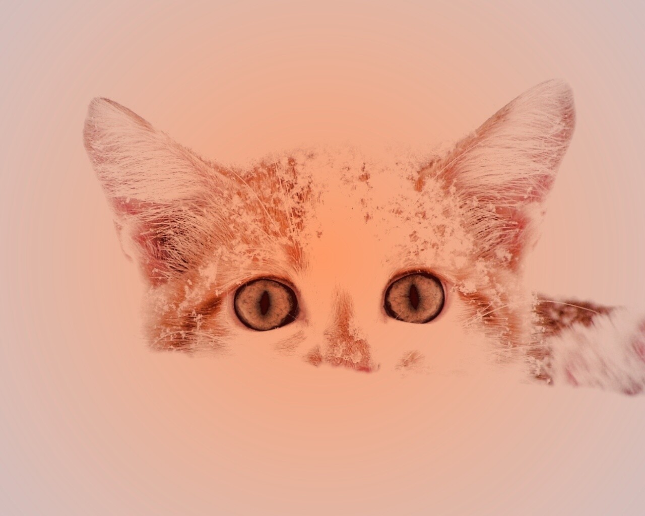 Рыжий котёнок в снегу обои