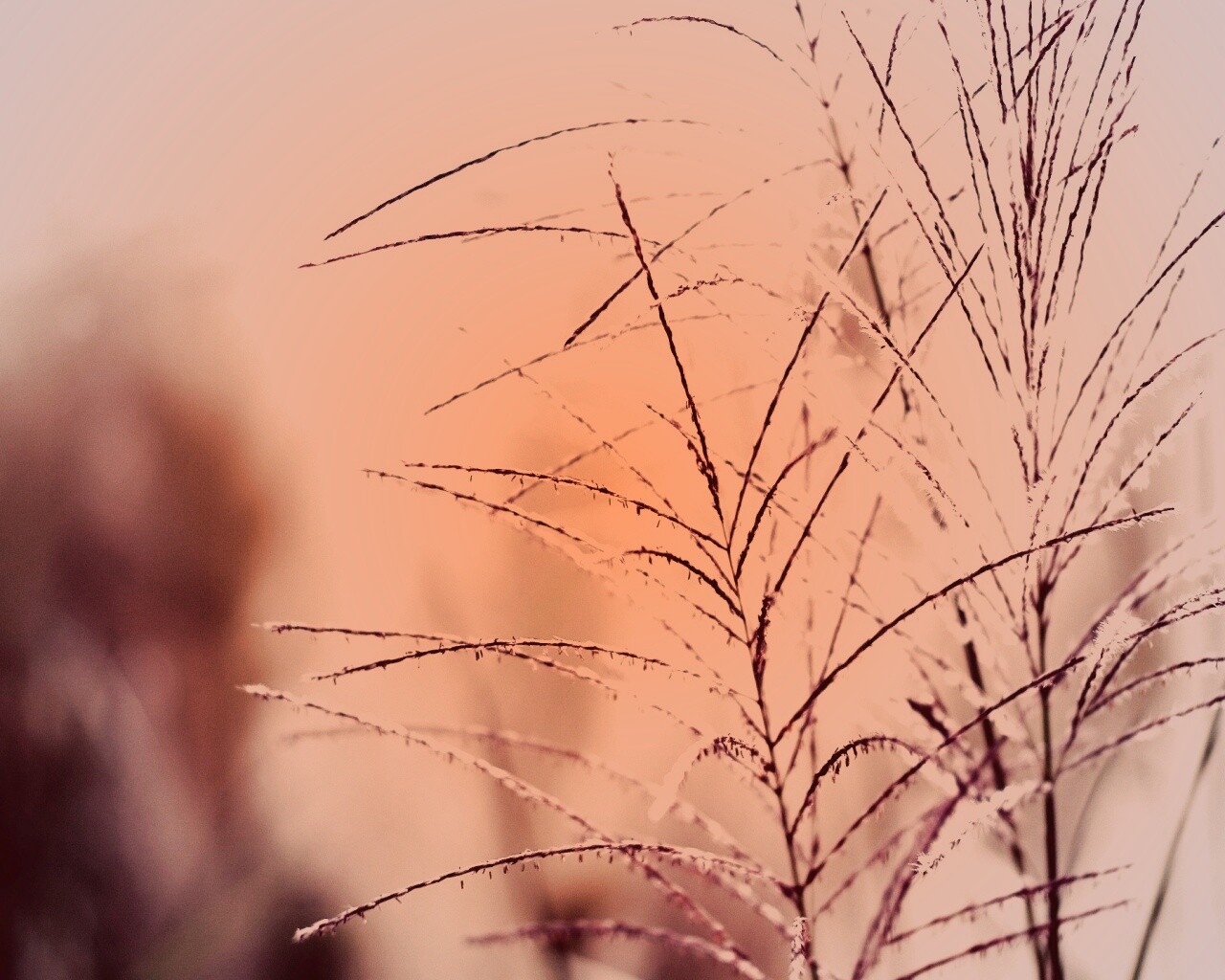 Макро фото растения обои