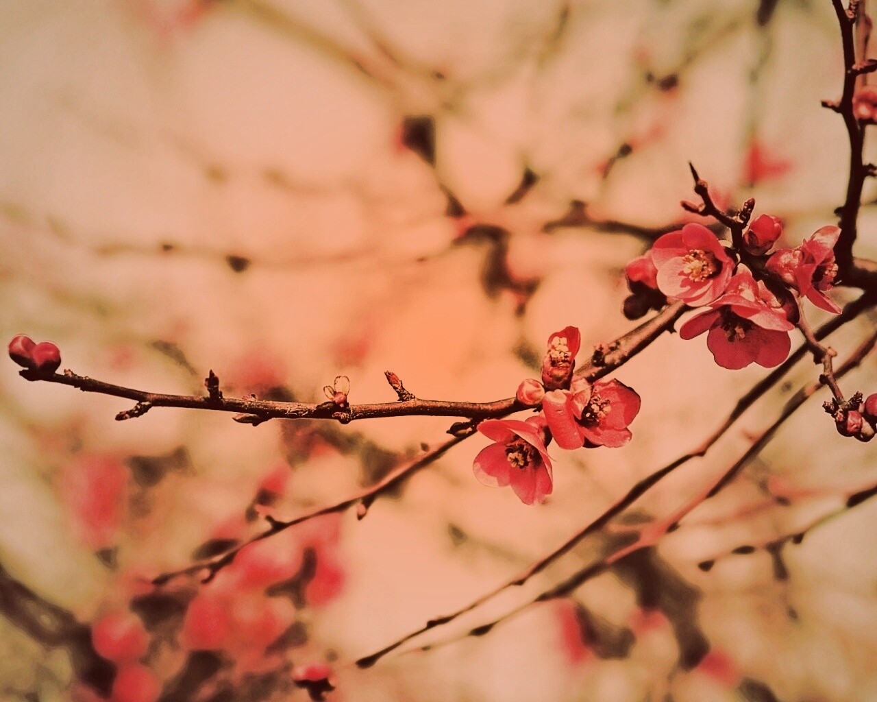 Весеннее цветение обои