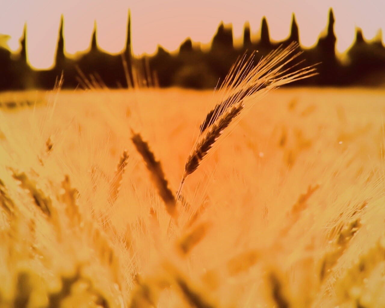Пшеничное поле обои