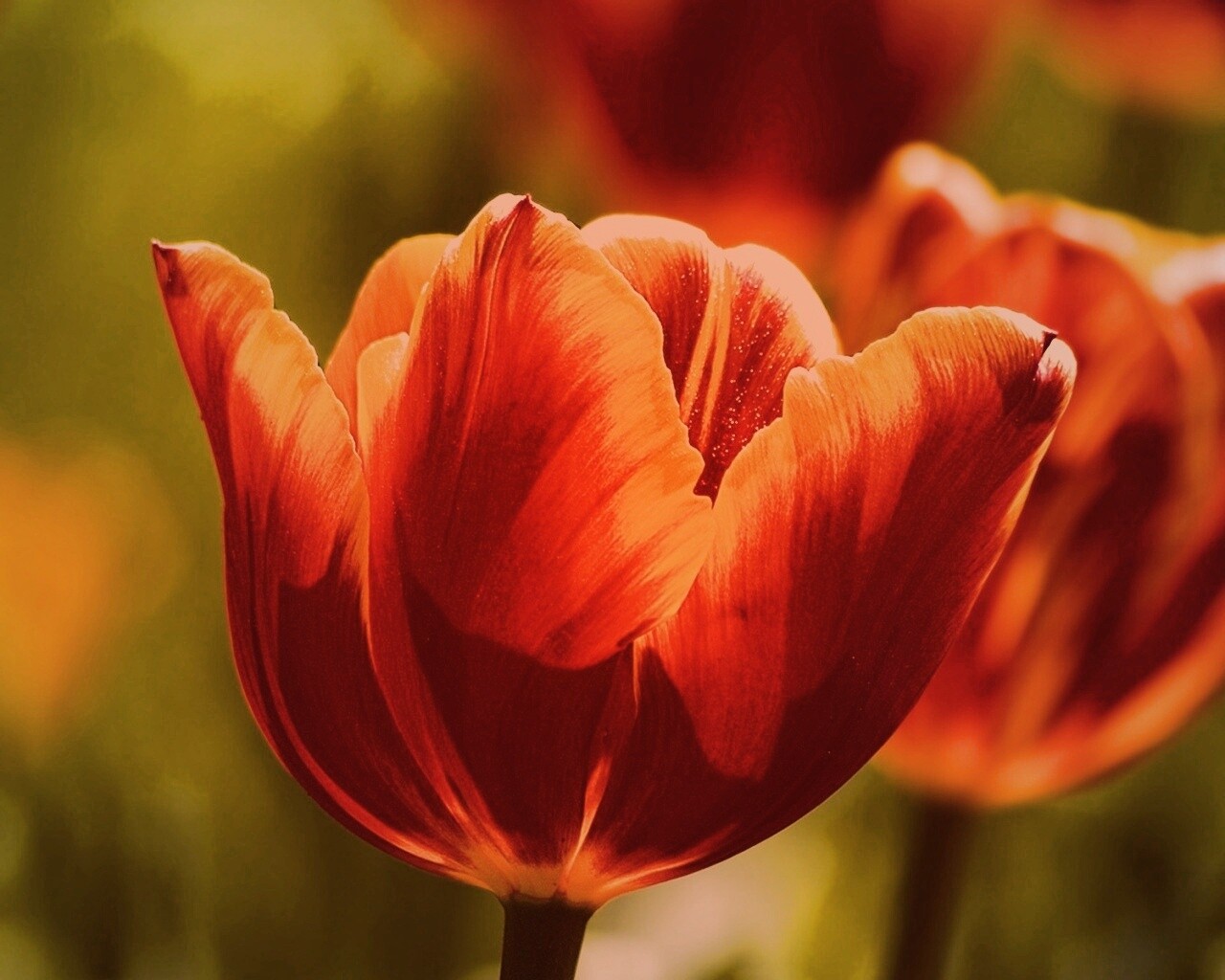 Красно-желтый тюльпан обои
