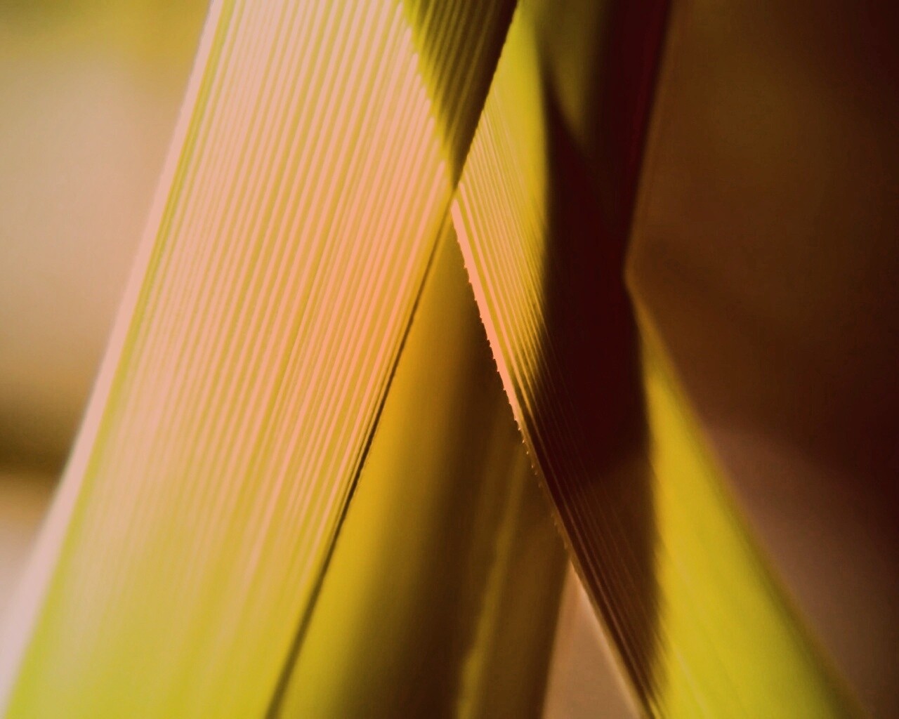 Травинки на свету обои