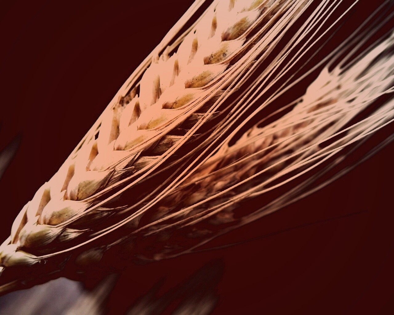 Пшеничный колос обои