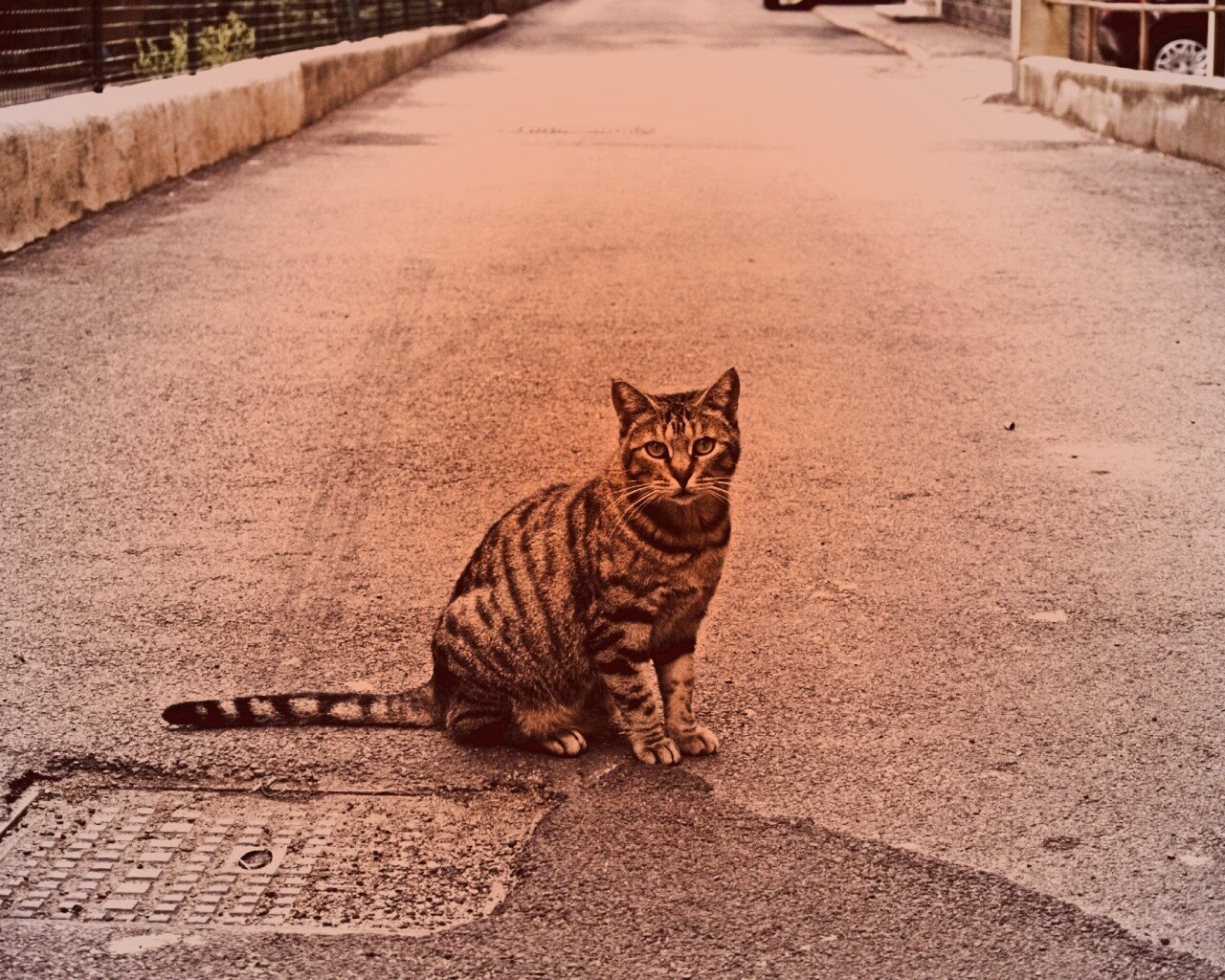 Бездомный котик обои
