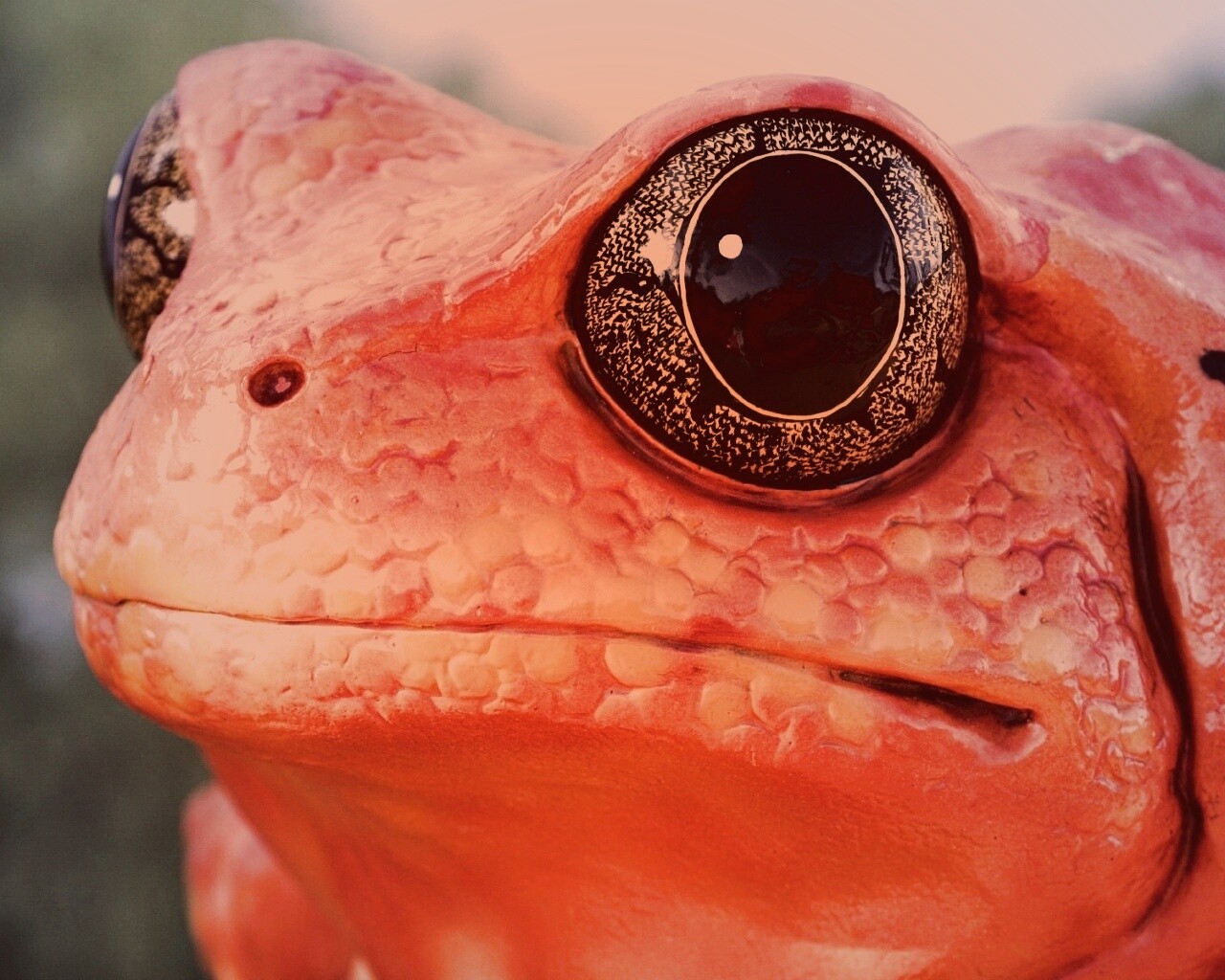 Красная лягушка обои