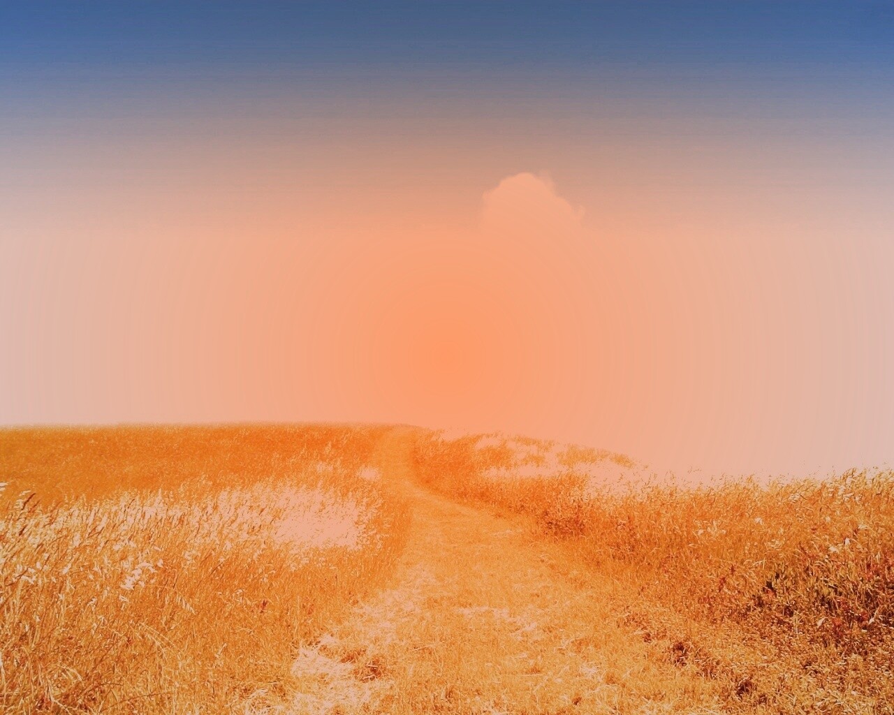 Золоте поле обои