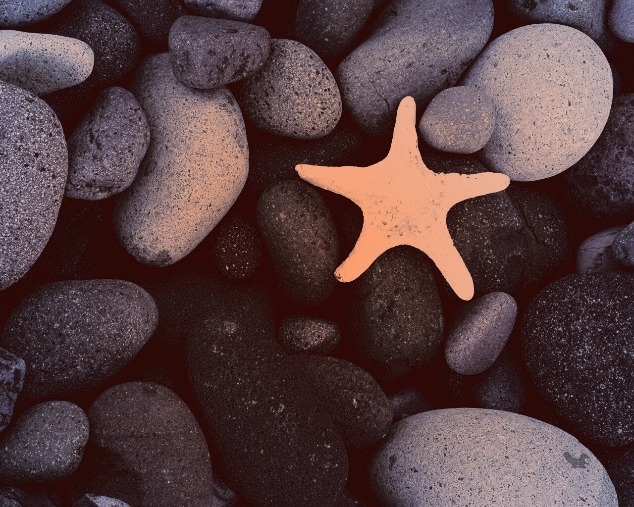 Звезда на морской гальке обои