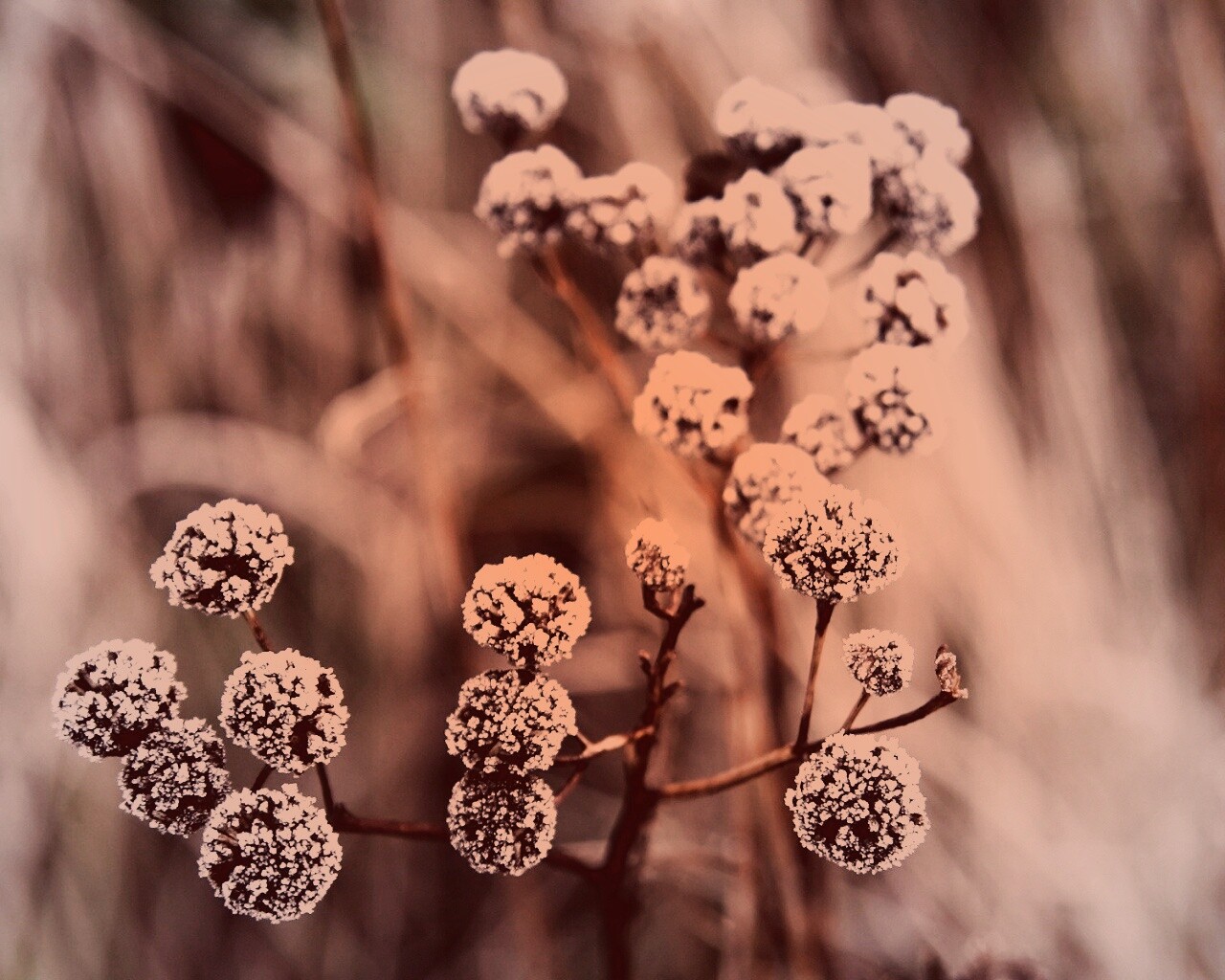 Иний на растении обои