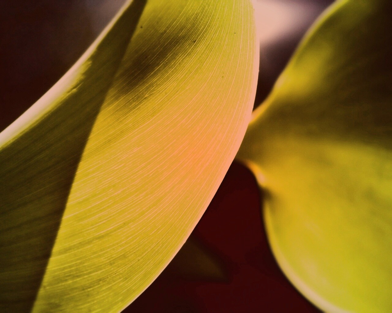 Лист на просвет обои