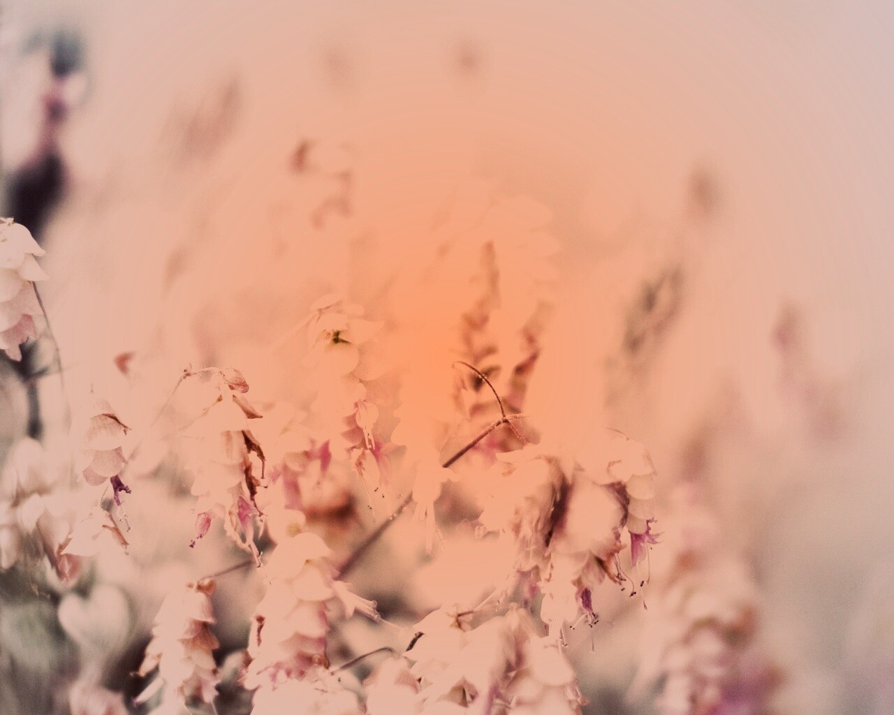 Висящие цветочки обои