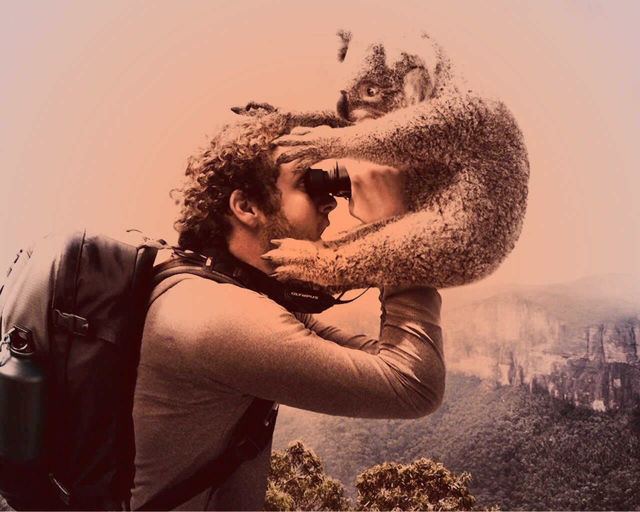 Коала ближе чем кажется обои