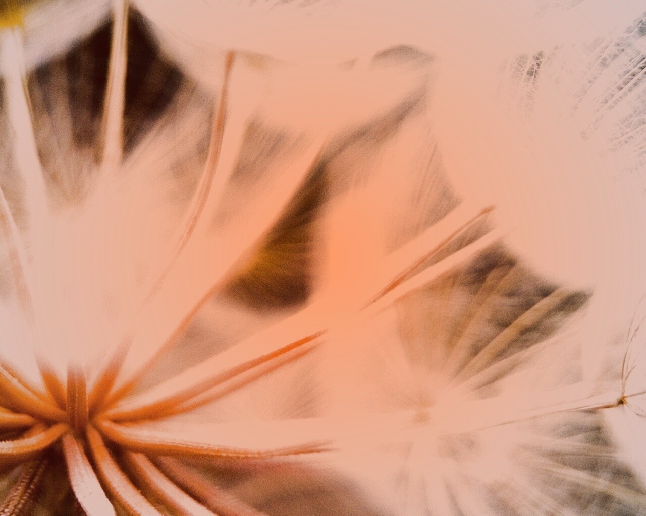 Одуванчик макро обои