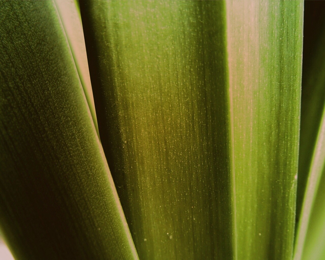 Сочная травинка обои