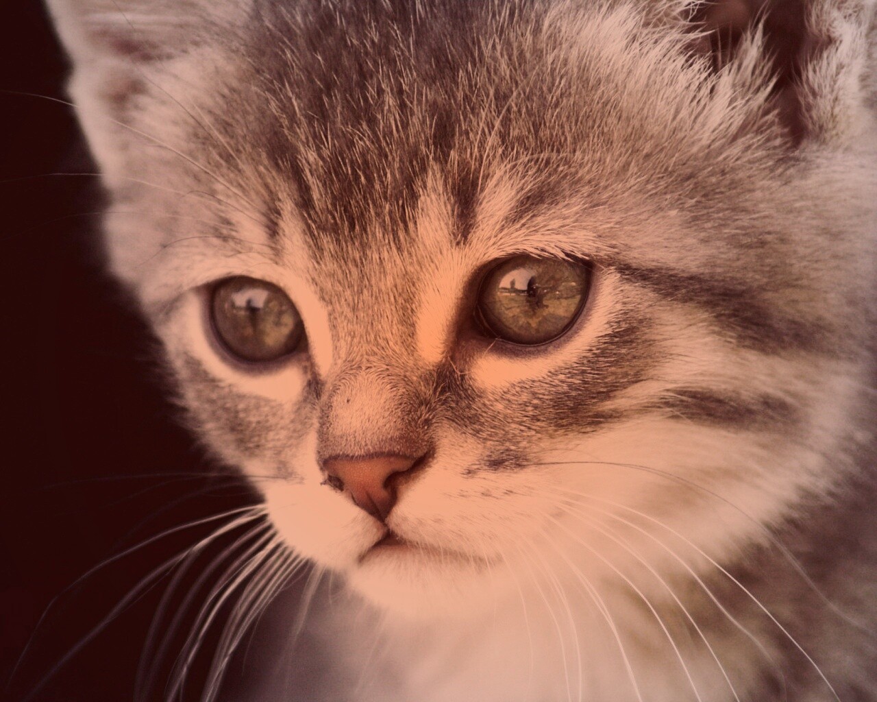 Мордочка котёнка обои