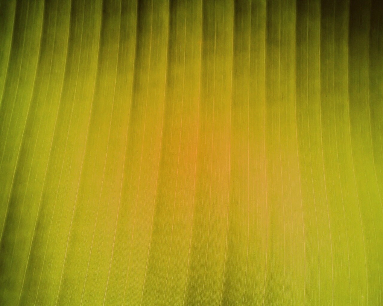 Травяные полосы обои