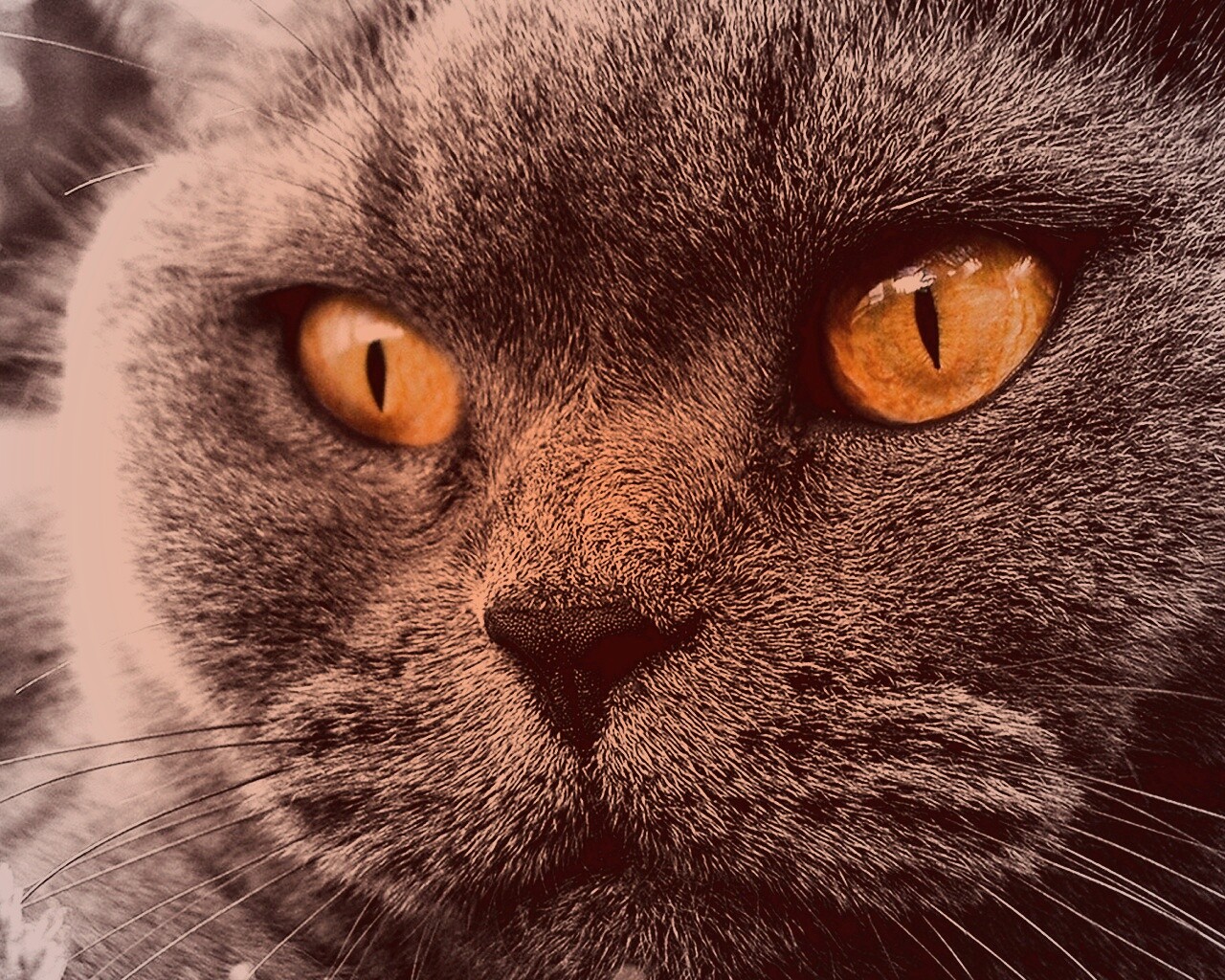 Кот с оранжевыми глазами обои