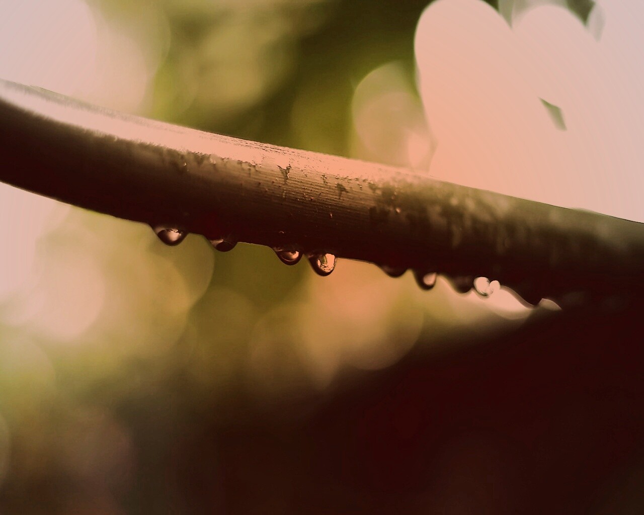 Капли на стебле обои