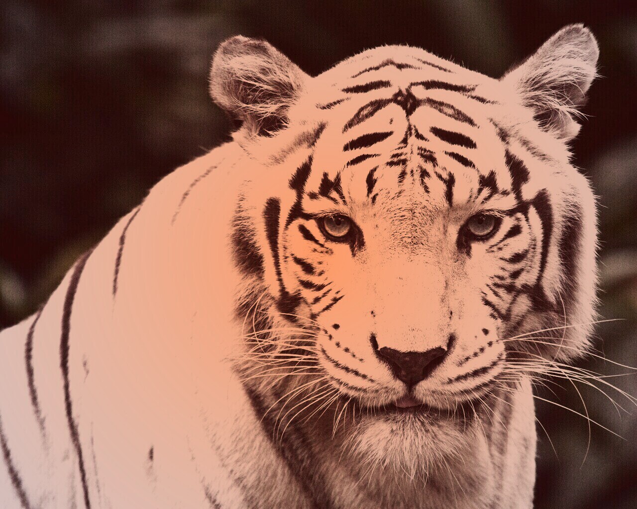 Белый тигр обои