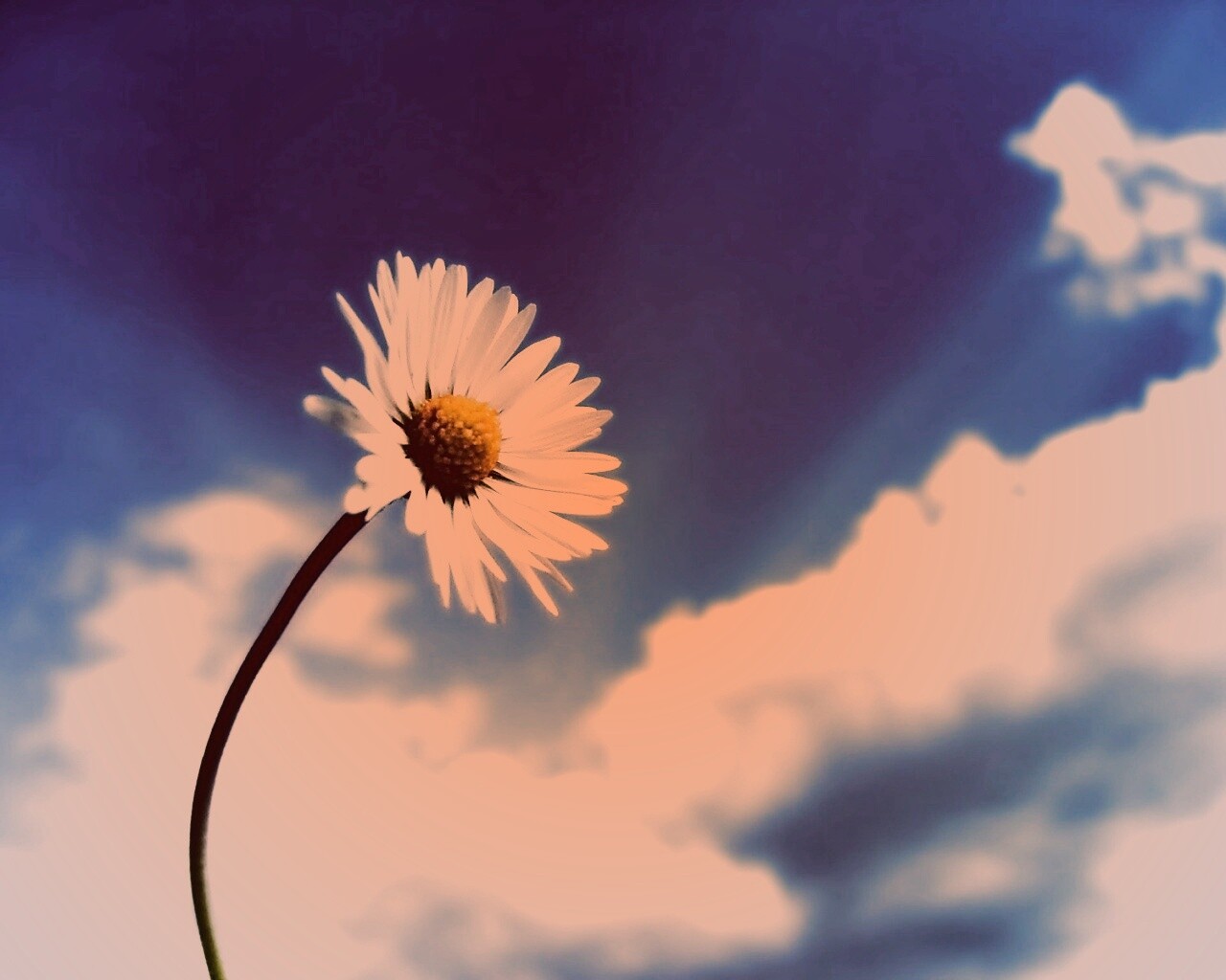 Ромашка на фоне неба обои