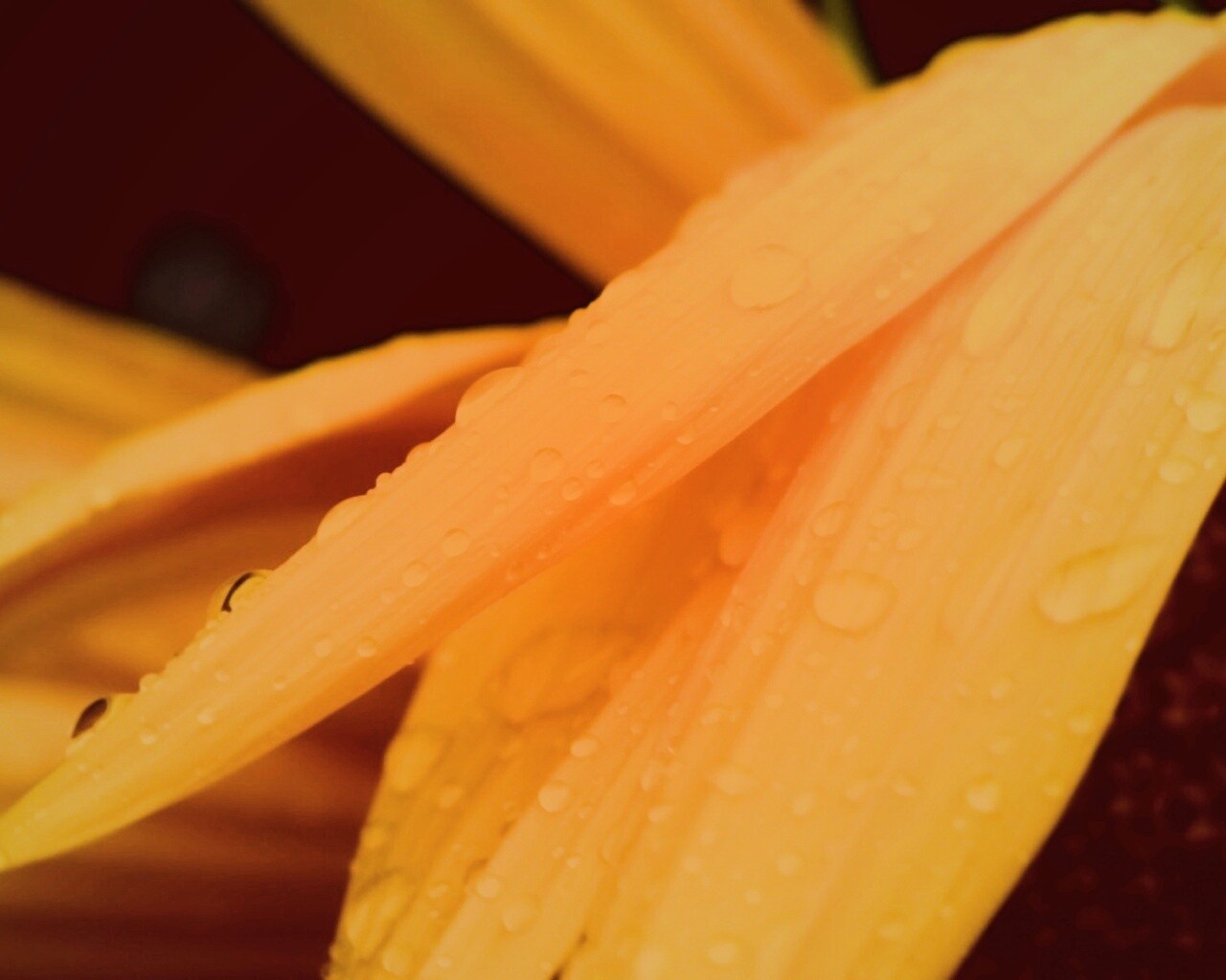 Капли на желтом лепестке обои