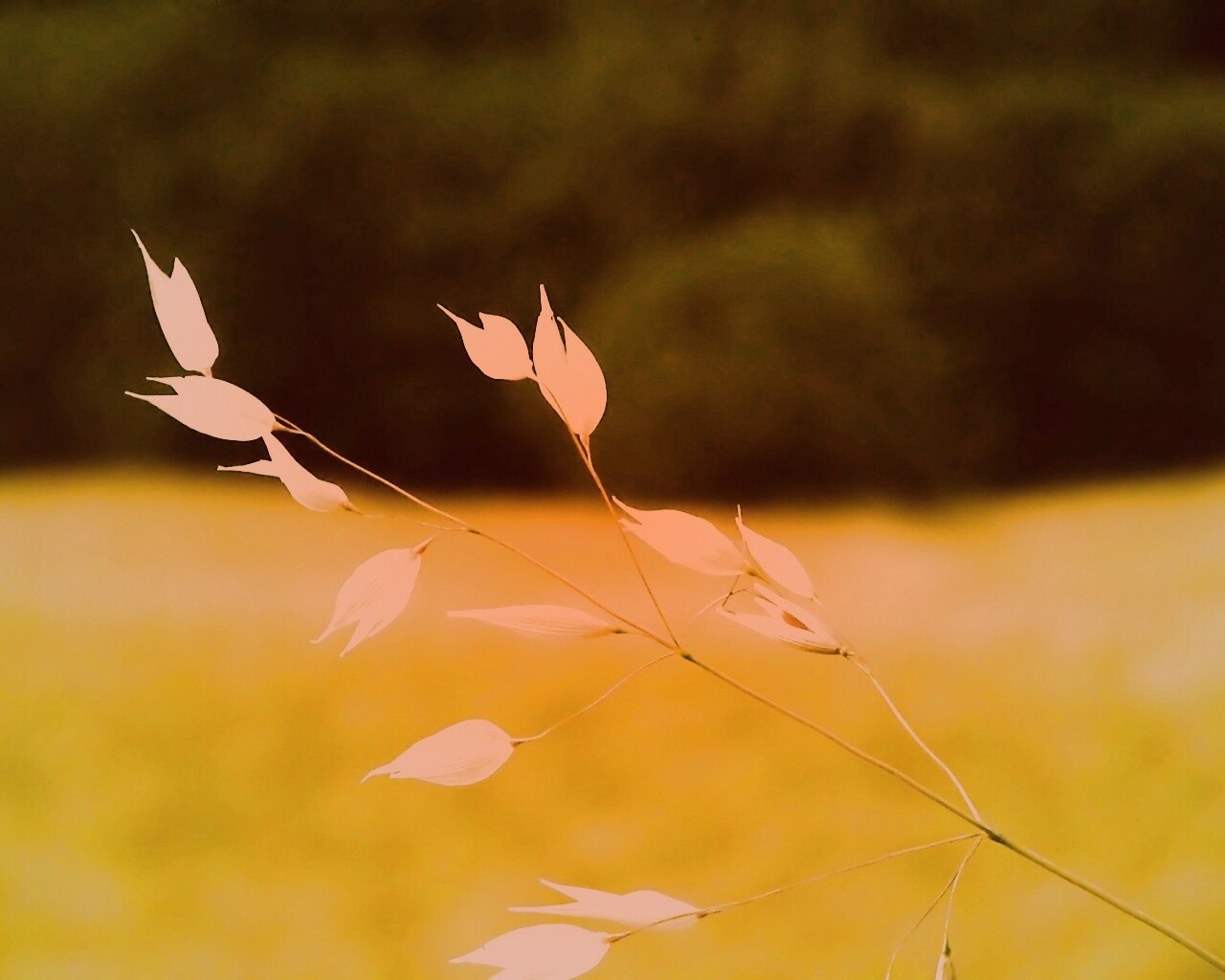 Белые полевые цветочки обои