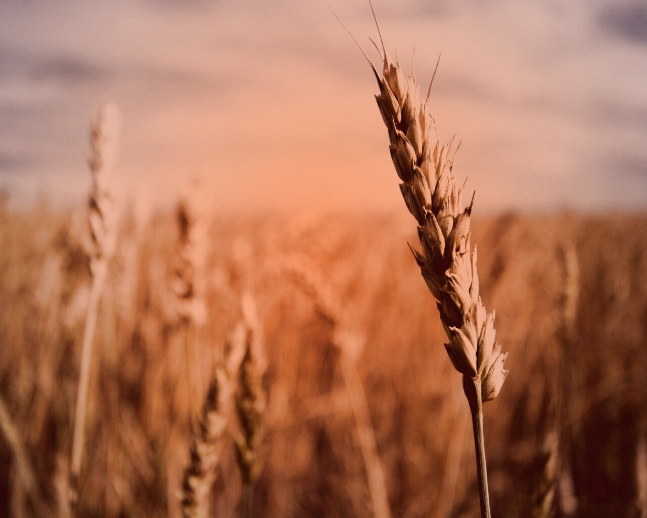 Колосок обои