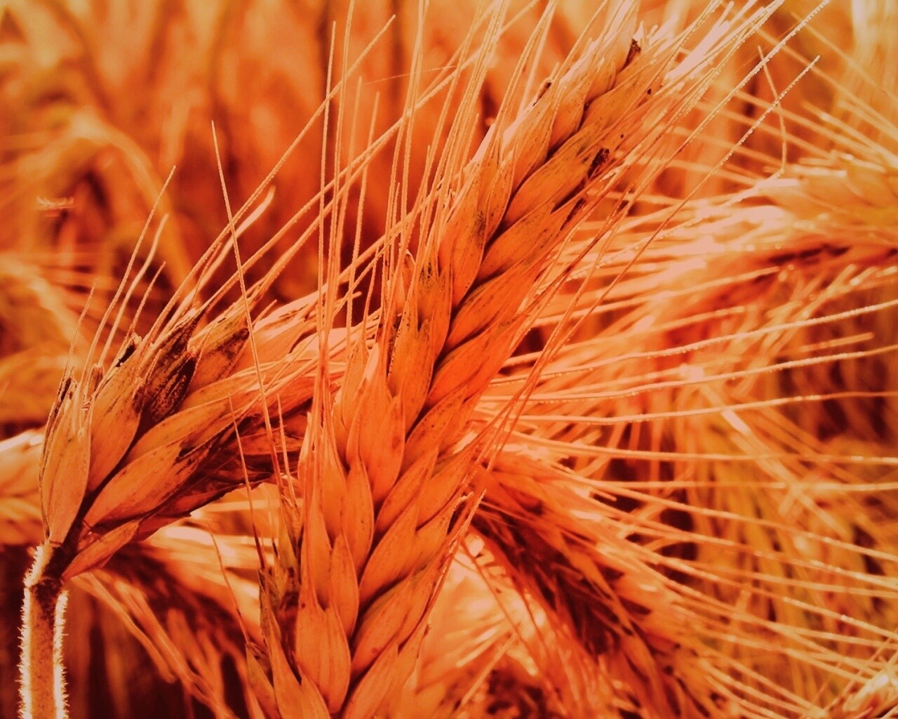 Зреющий колос обои