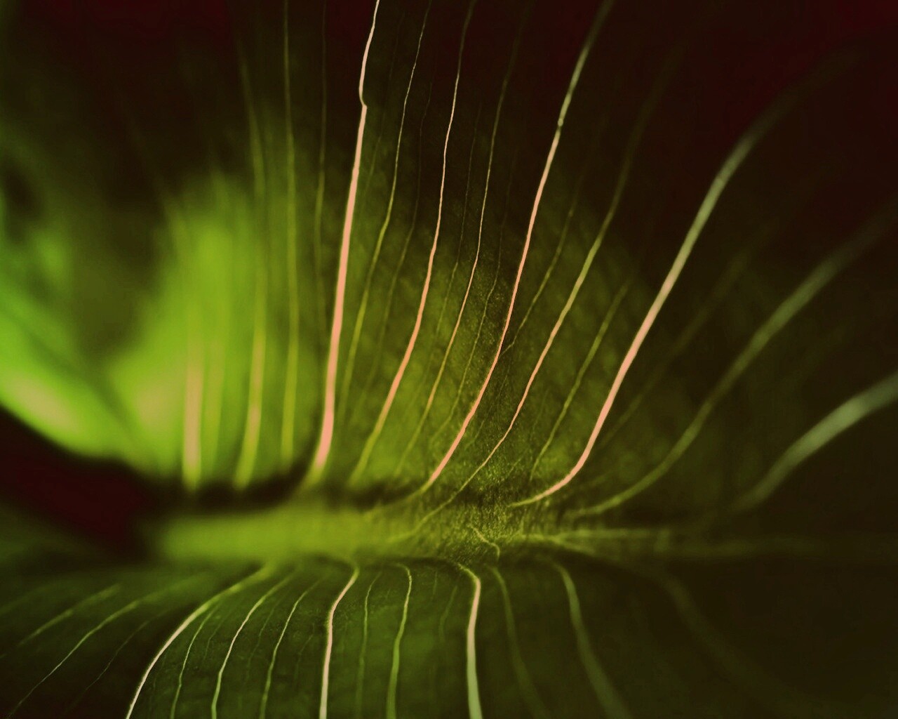 Широкий лист обои