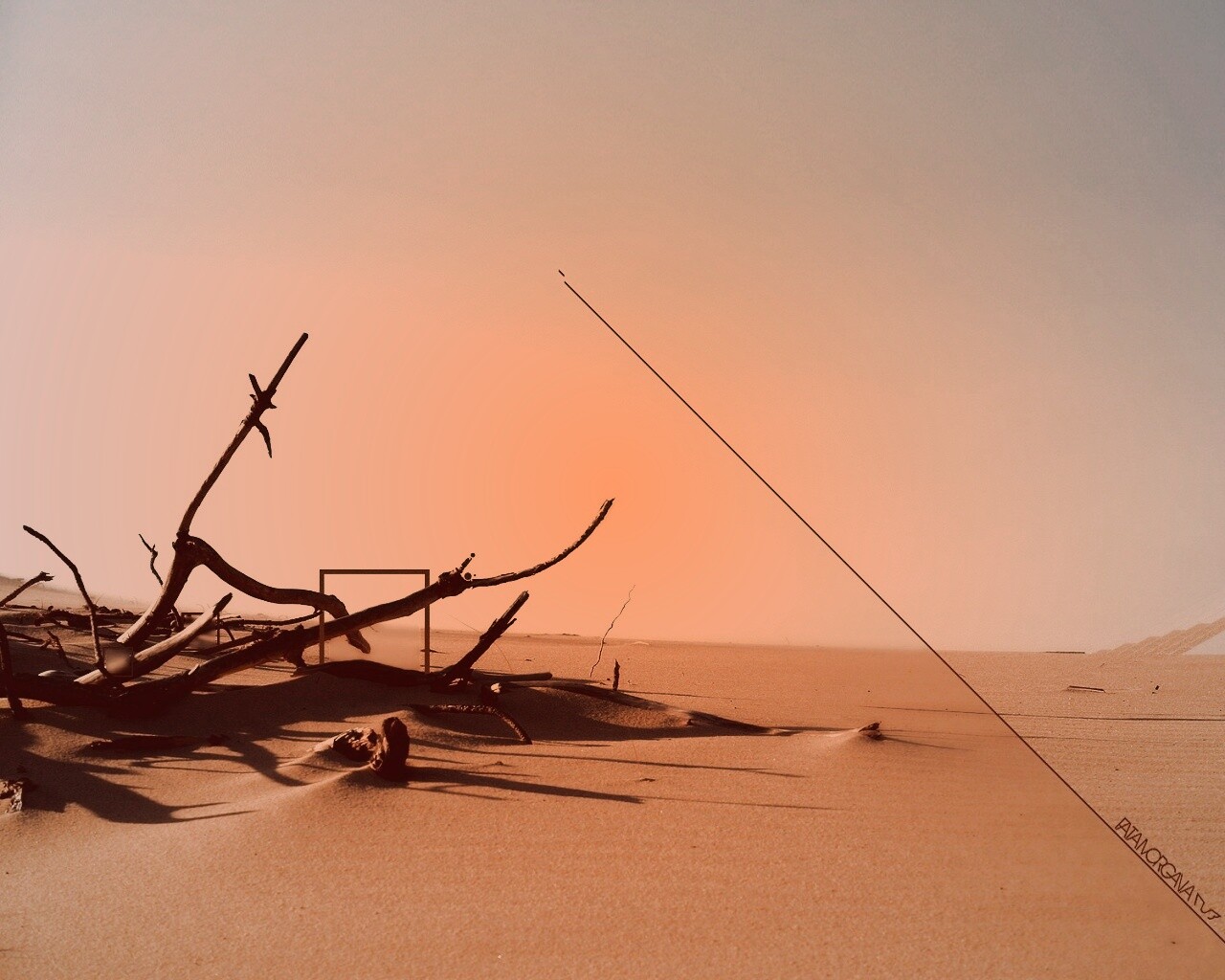 Сухостой в песках обои