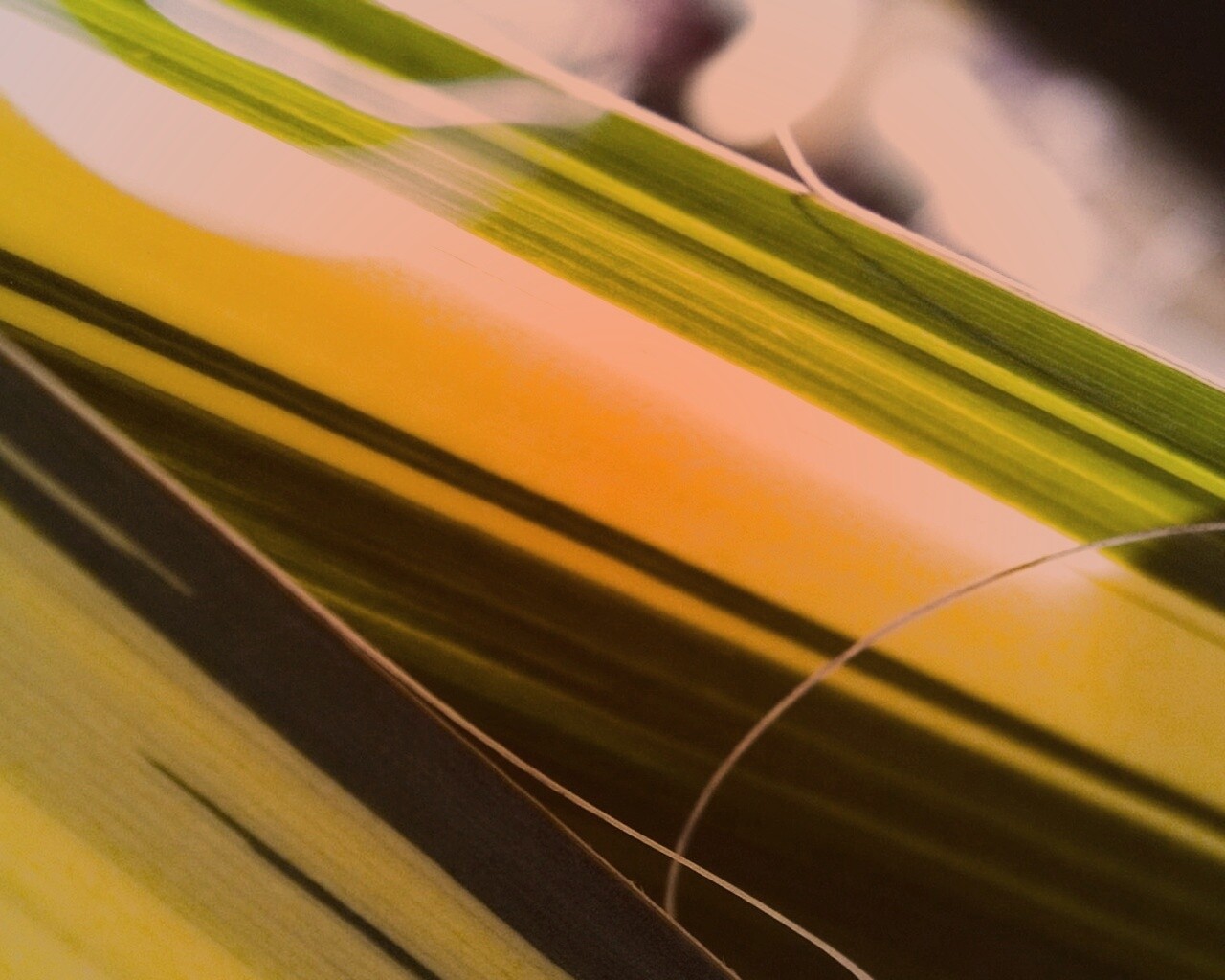 Желто-зеленые травинки обои