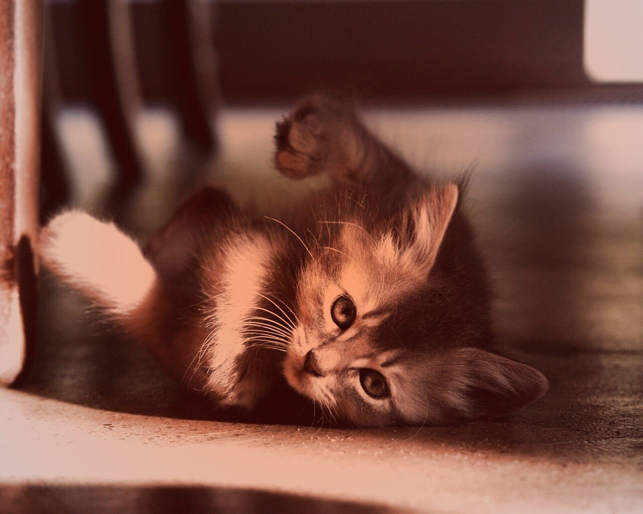 Котенок играет под стулом обои