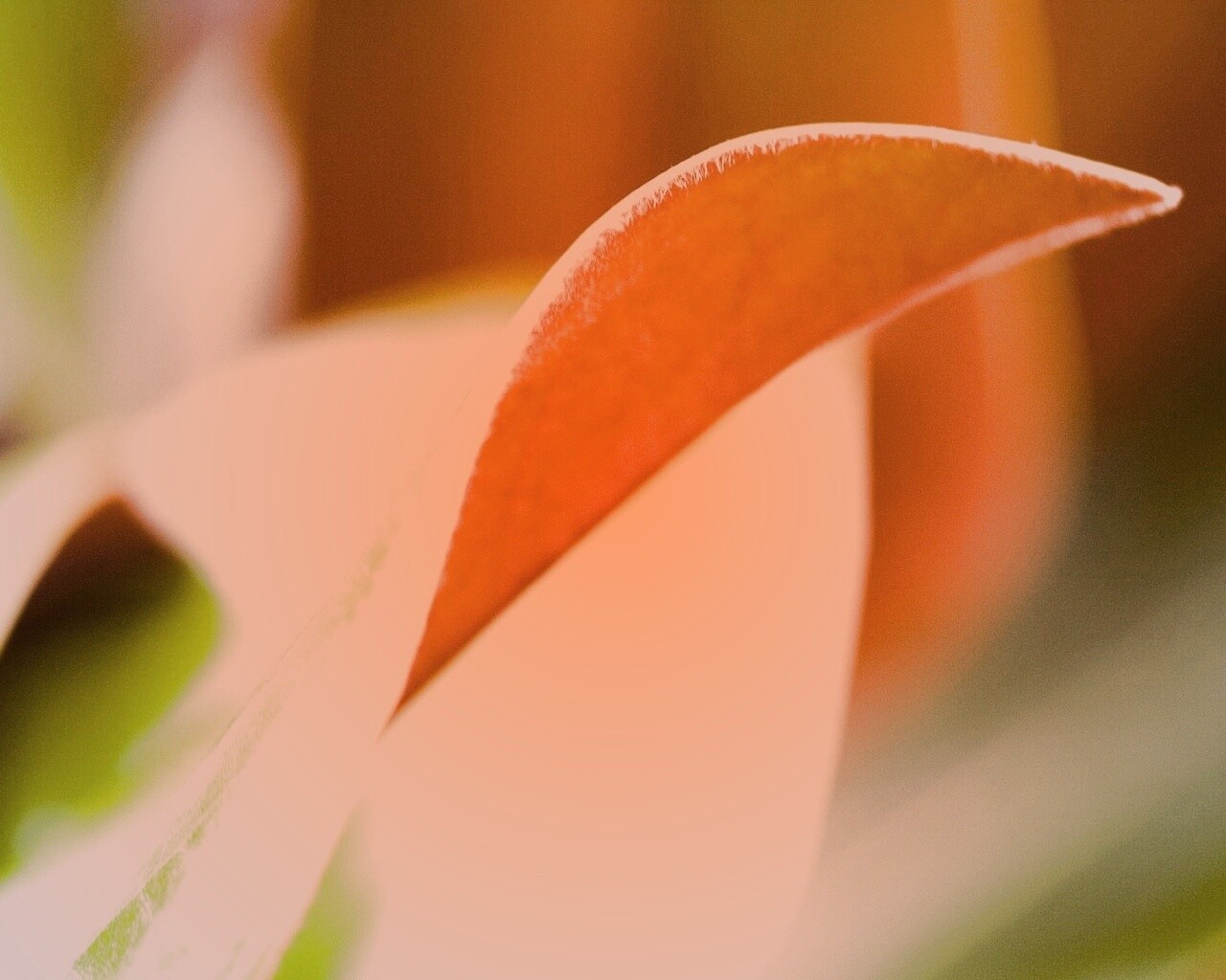 Обратаня сторона листа обои