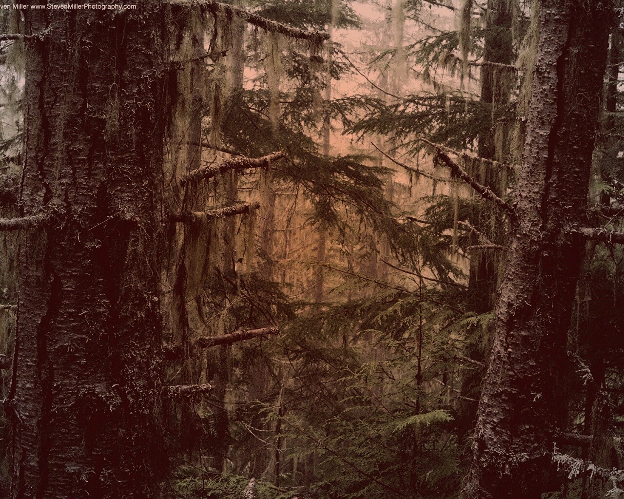 Темная чаща обои