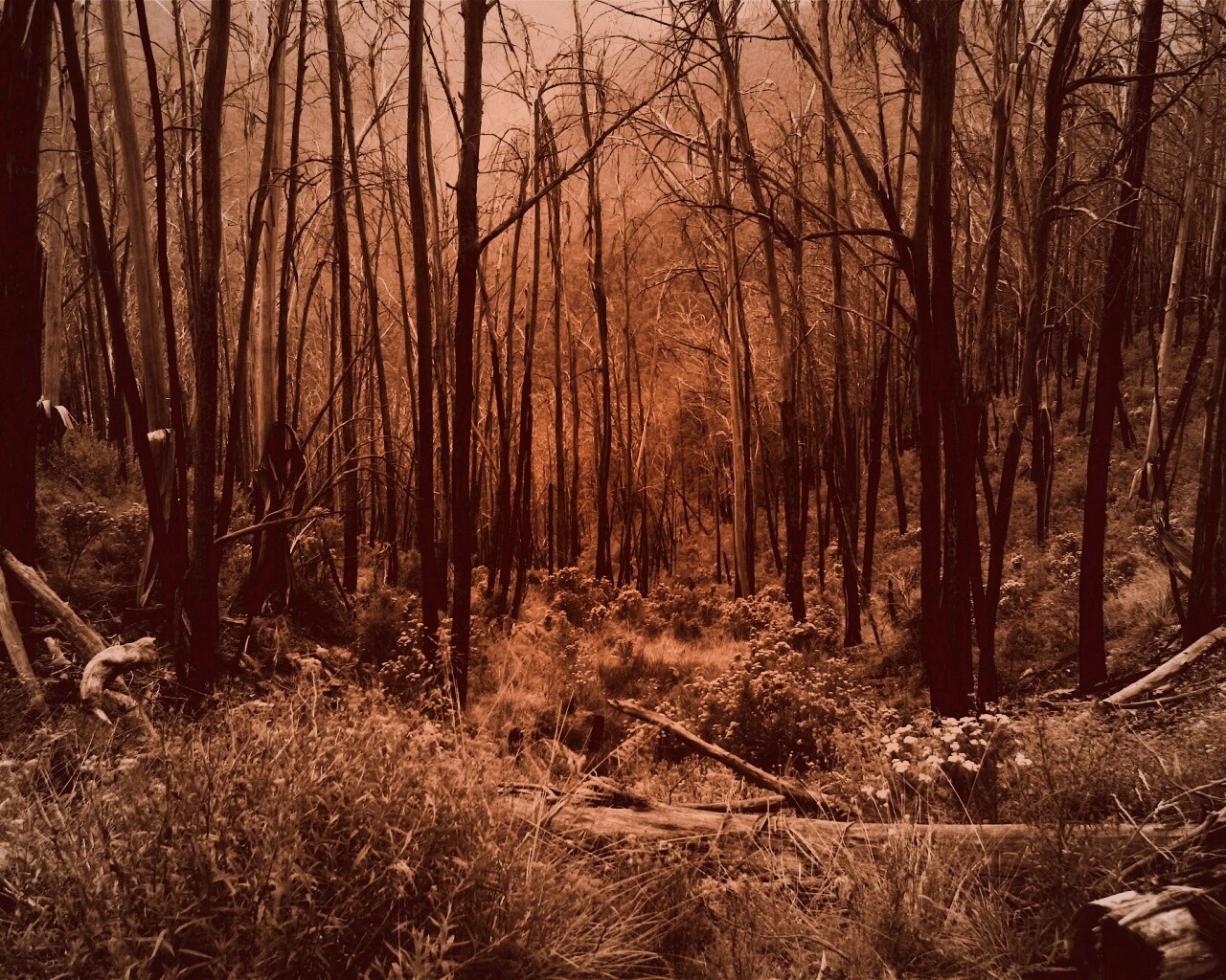 Мрачная чаща обои