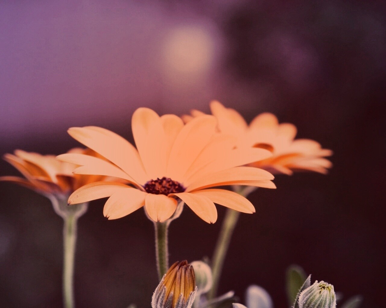 Три желтых цветка обои