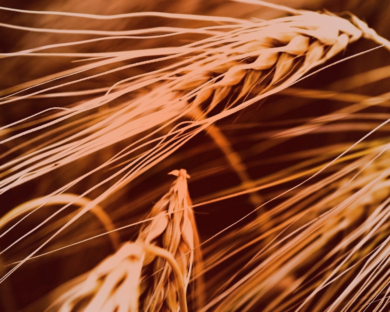 Лохматые колосья обои
