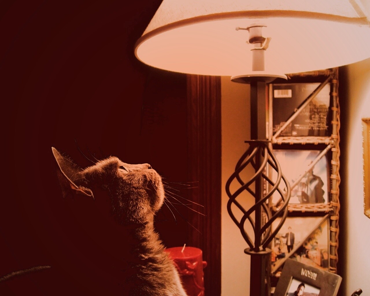Кот смотрит под торшер обои