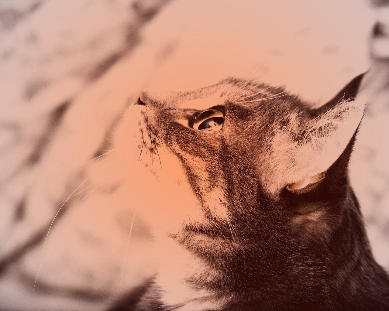 Котик смотрит верх обои