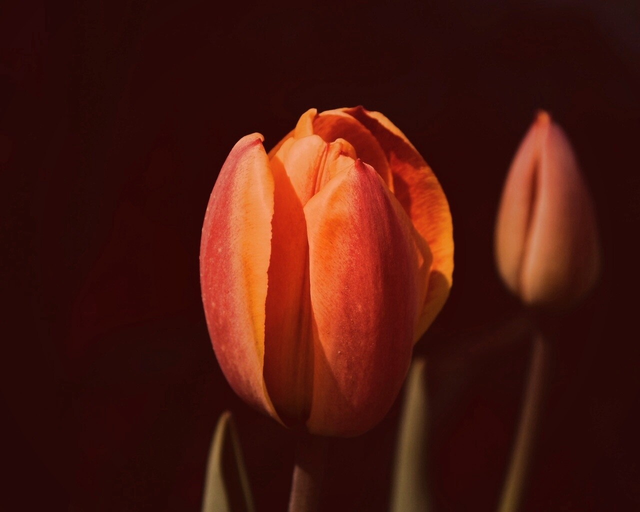 Распускающийся тюльпан обои