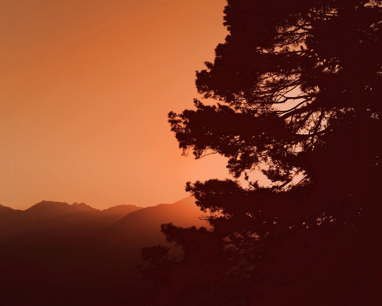 Силуэт дерева на закате обои