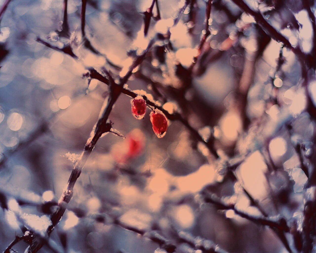 Замерзшие ягоды обои