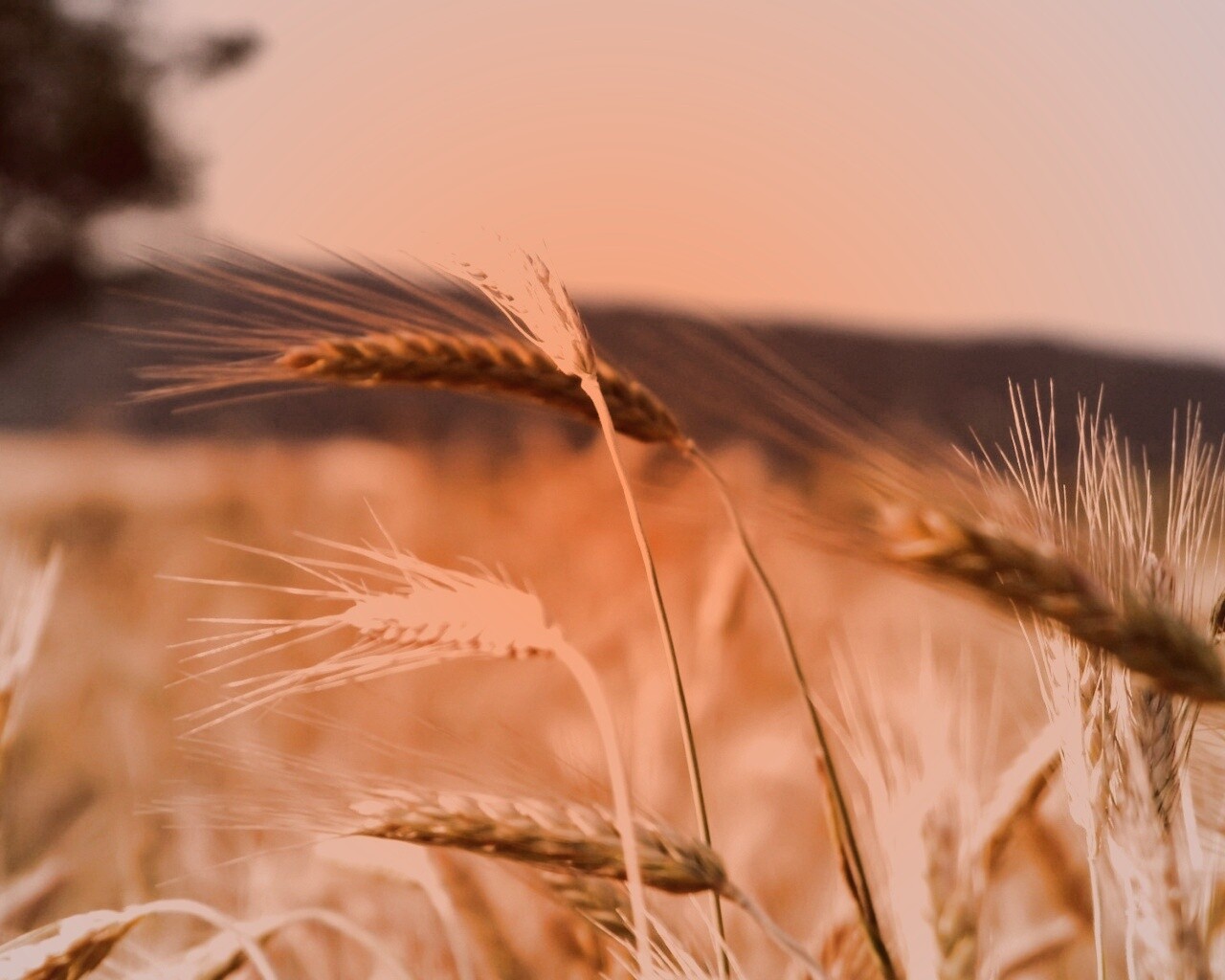 Колоски на ветру обои